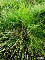 Carex davalliana -- Davalls Segge